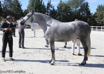 W NAVIERA XXVIII, DE MIGUEL GRANDA, SUBCAMPEONA DEL CONCURSO (Copiar)